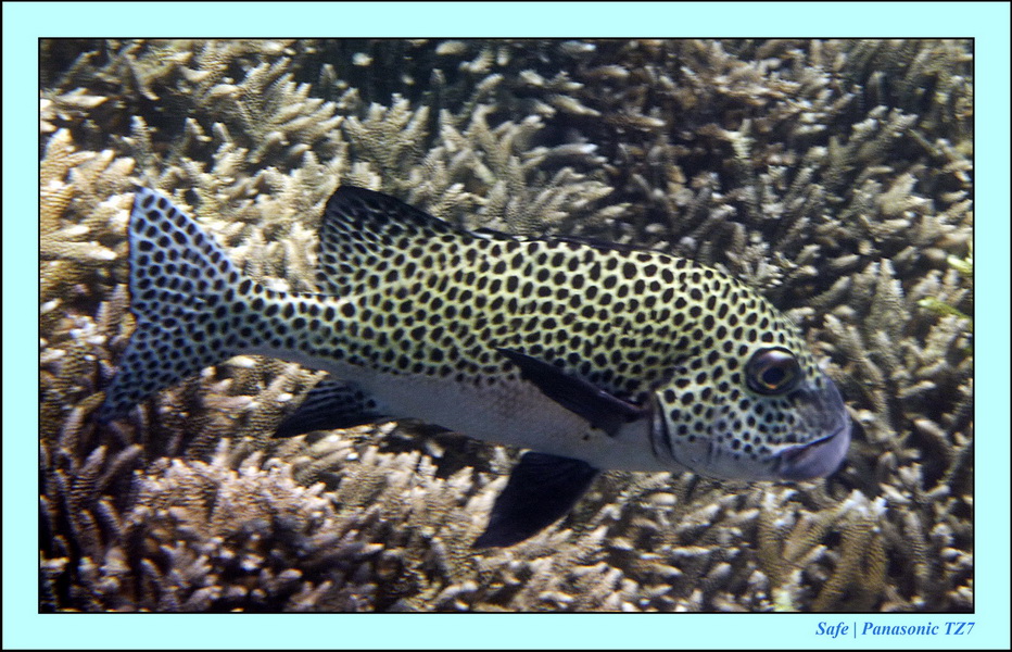 2011 - 08 - Borneo - Sipadan 065